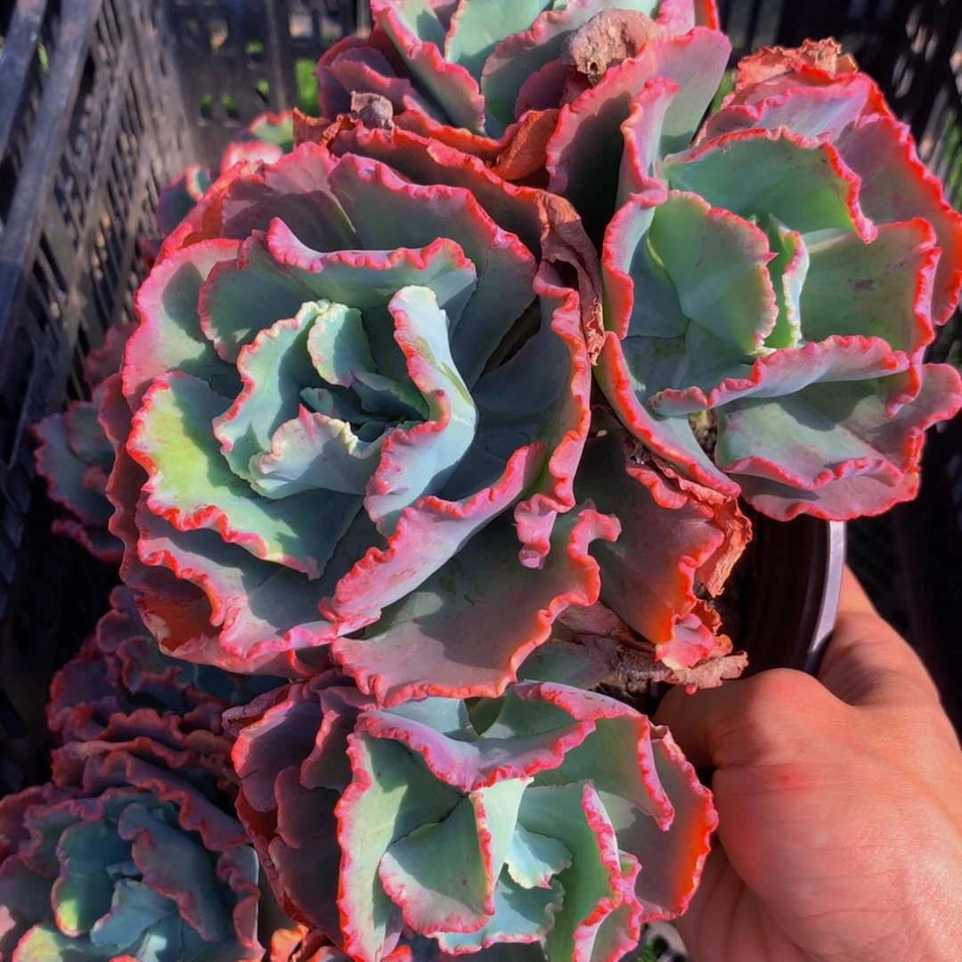 舞会红裙三头起带盆土