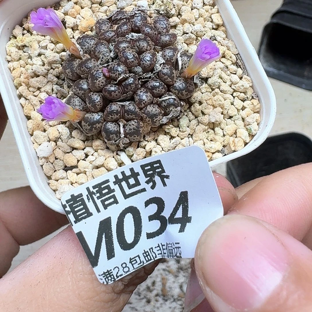 R***y多肉植物的动作也fg