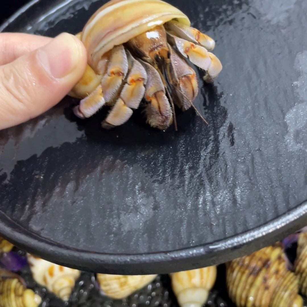 小***壳寄居蟹，寄居蟹，寄居蟹