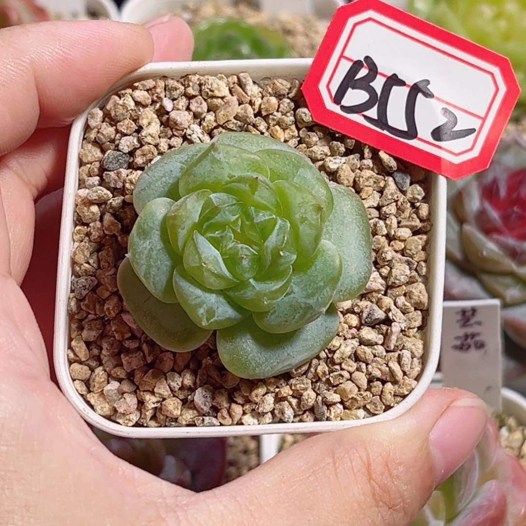 B552 一物一拍 无名