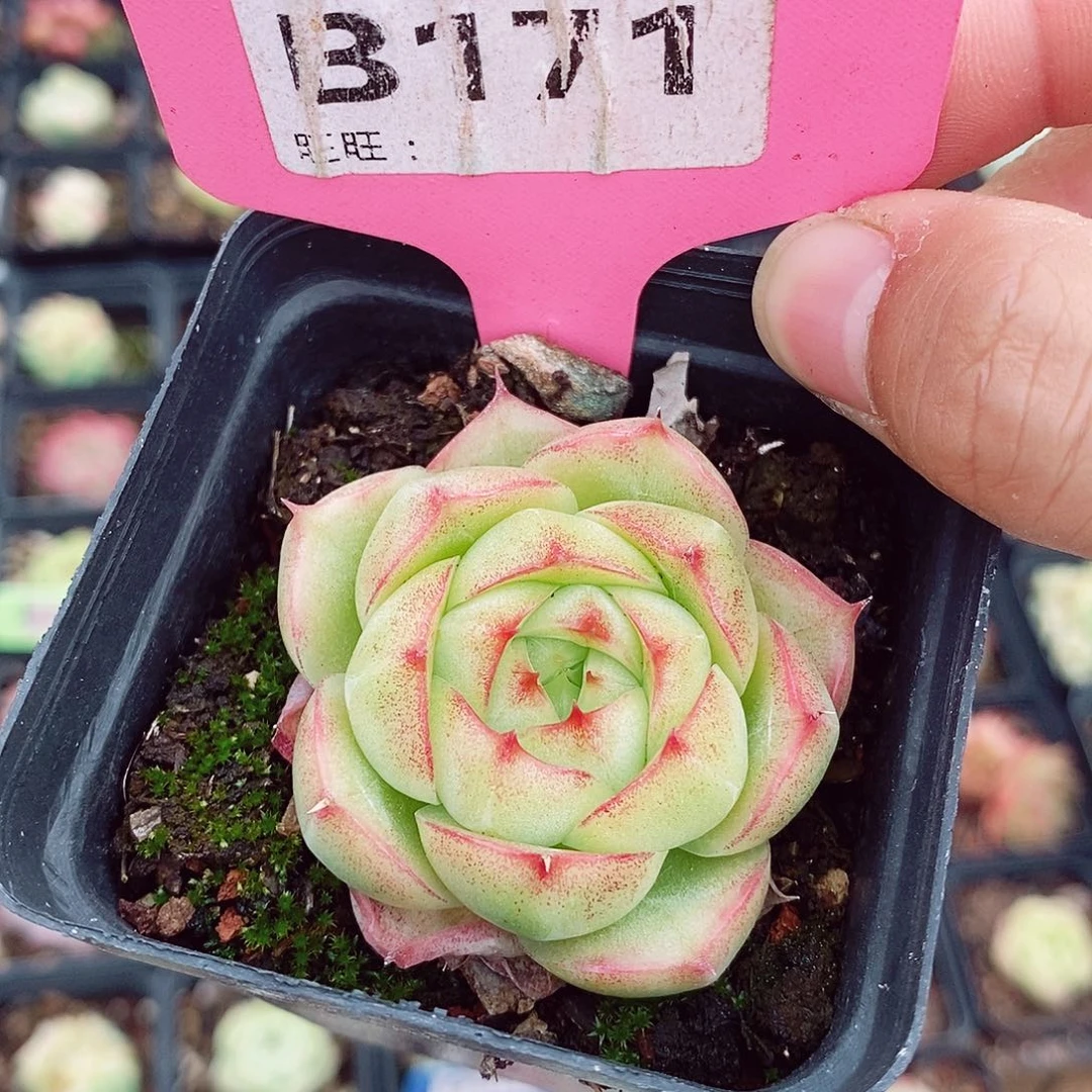 麦秆5cm多肉植物