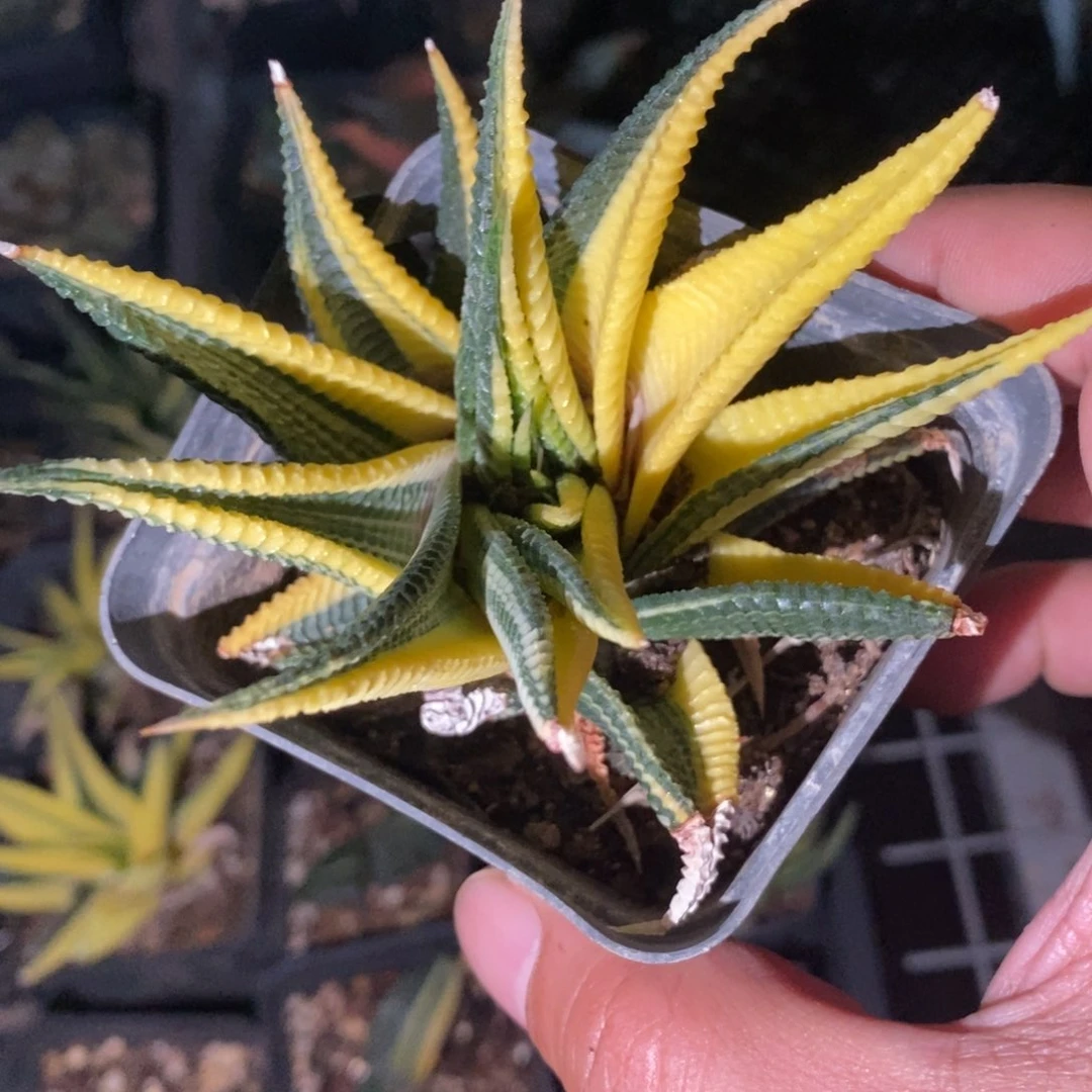 将***跃2262 一颗琉璃殿锦 福利