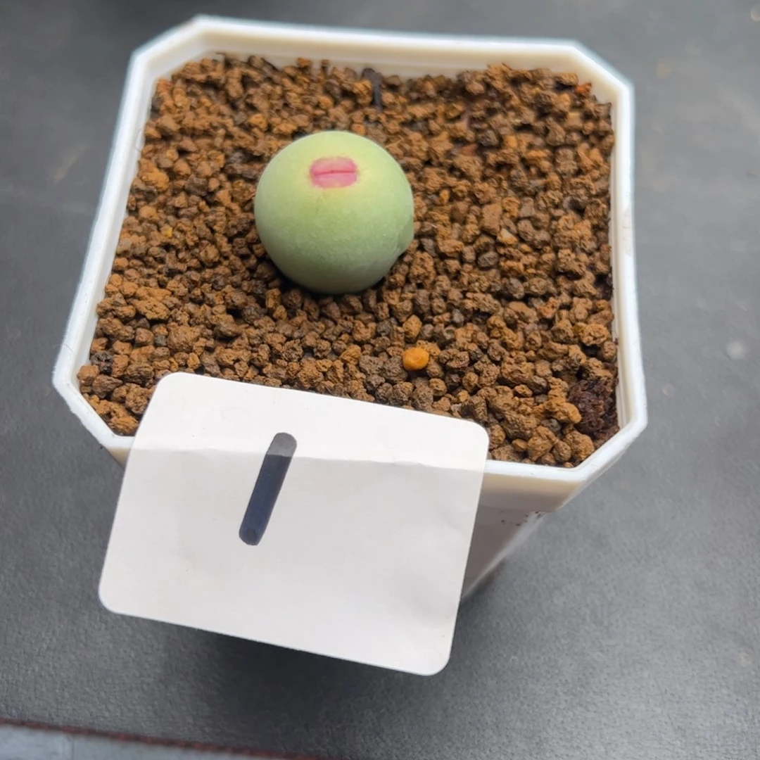 问***乡6.4嘴多肉植物组合1