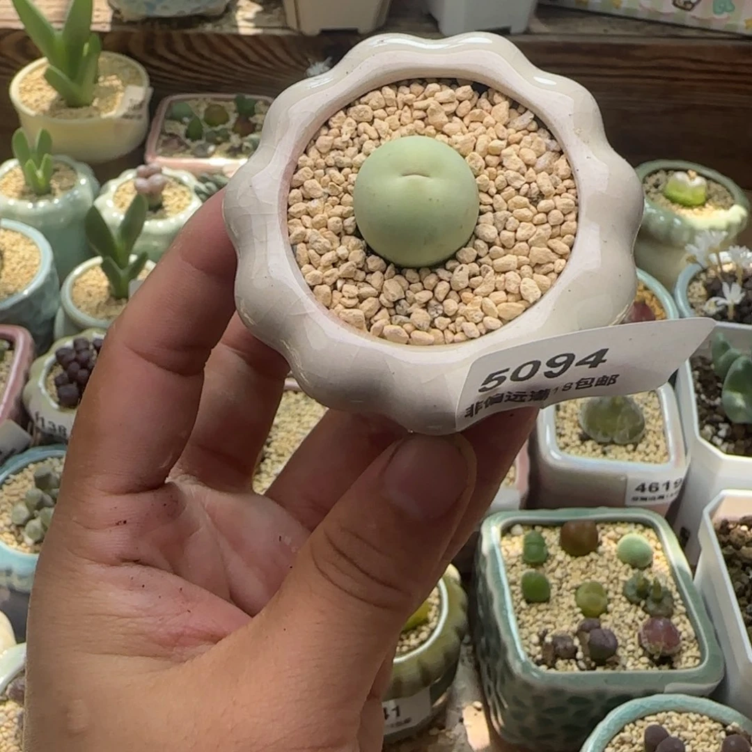 5094-一物一拍 带盆