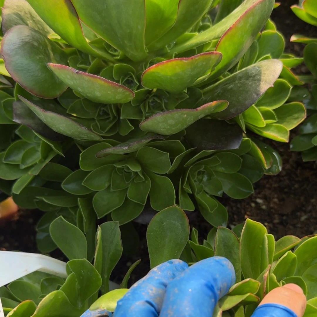 654魅金。多肉植物