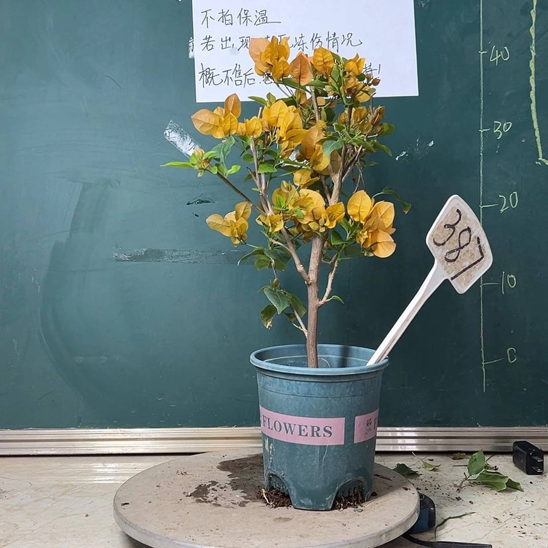 完全开放  金色光辉  387