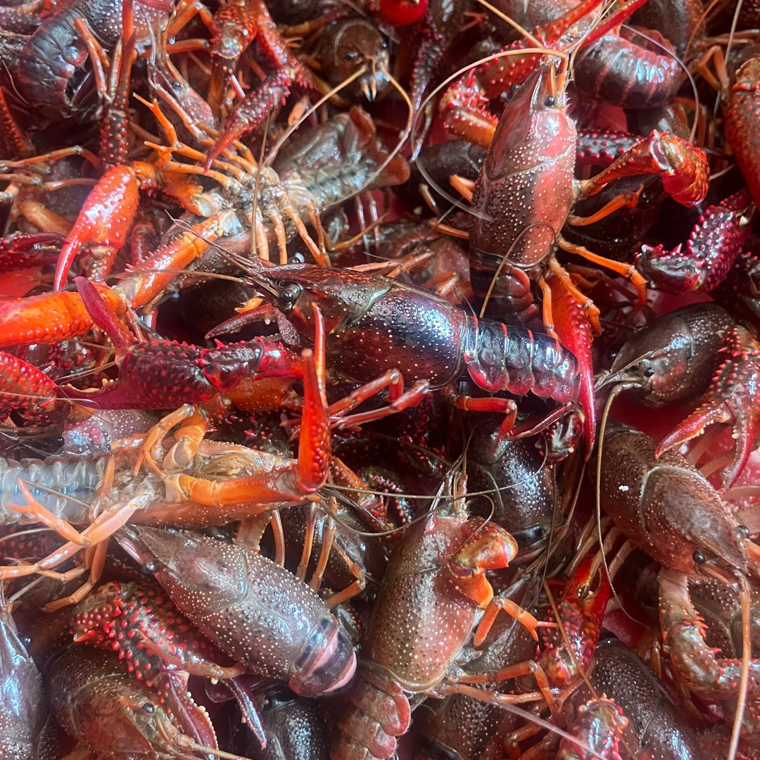 【2025年新虾】满肉5-7钱龙虾（一斤超过三只死亡赔付）精品