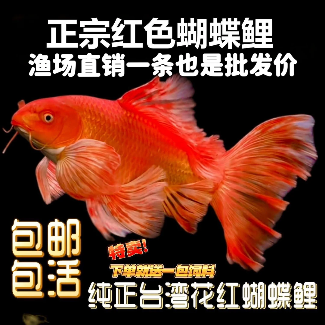花红蝴蝶鲤普身蝴蝶鲤鸡血红大鳍大尾精品冷水鱼观赏鱼