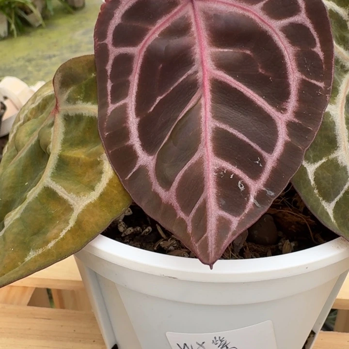 完全开放wonderboy紫