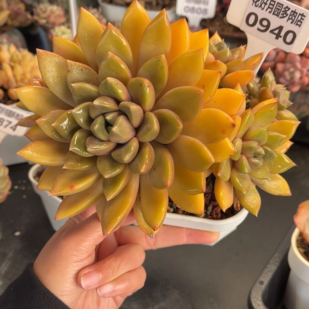 0940 天冷必拍保温箱