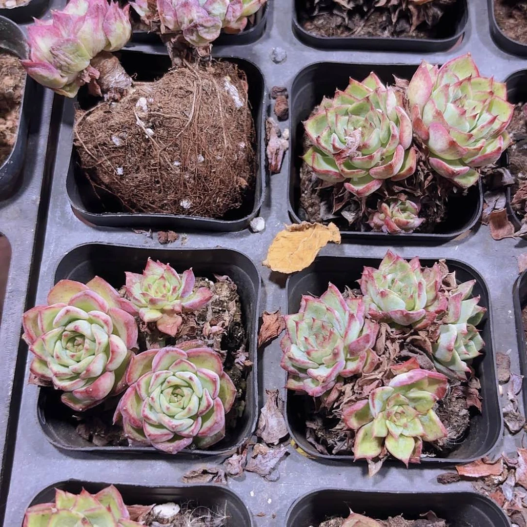 精品愤怒的小鸟多肉