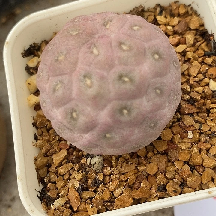 762习志野单头一颗。