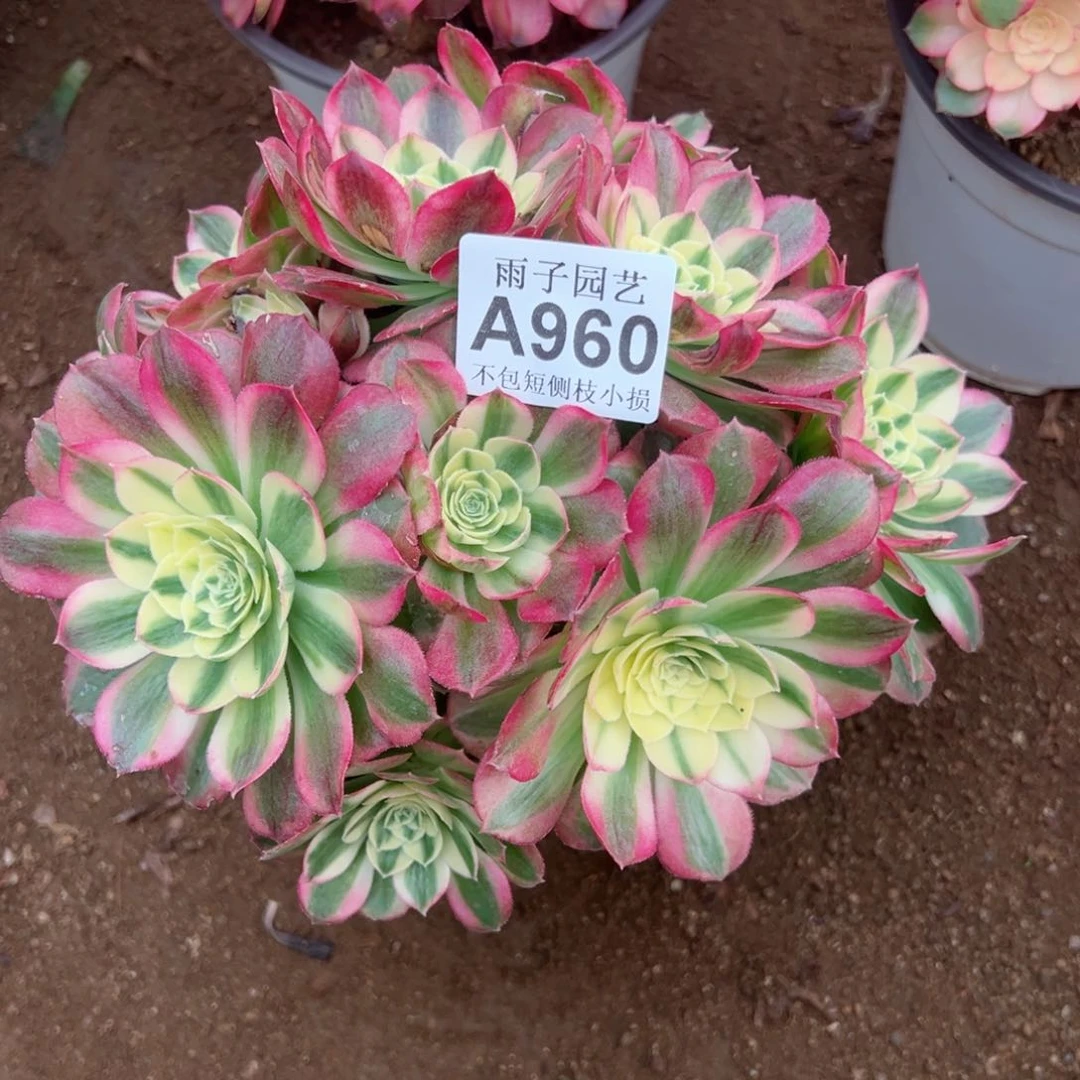 960玉姿尺寸20左右