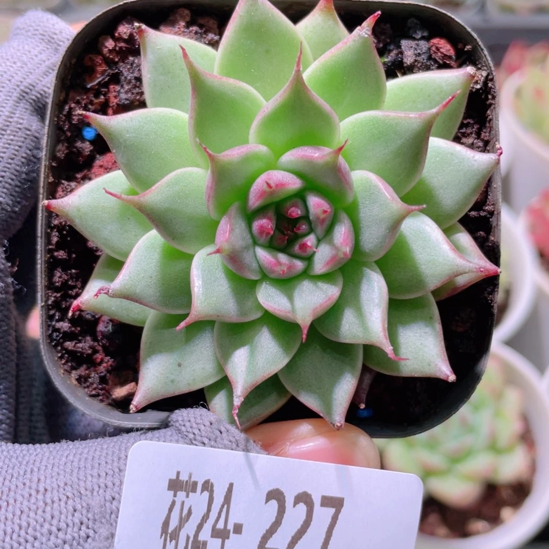 花利美24-227新品