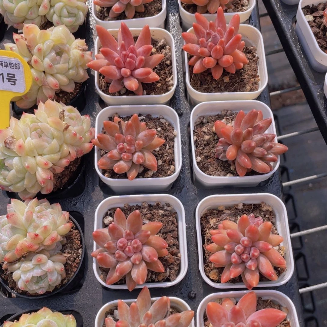 1302号全状态钻石咖啡豆福利一个