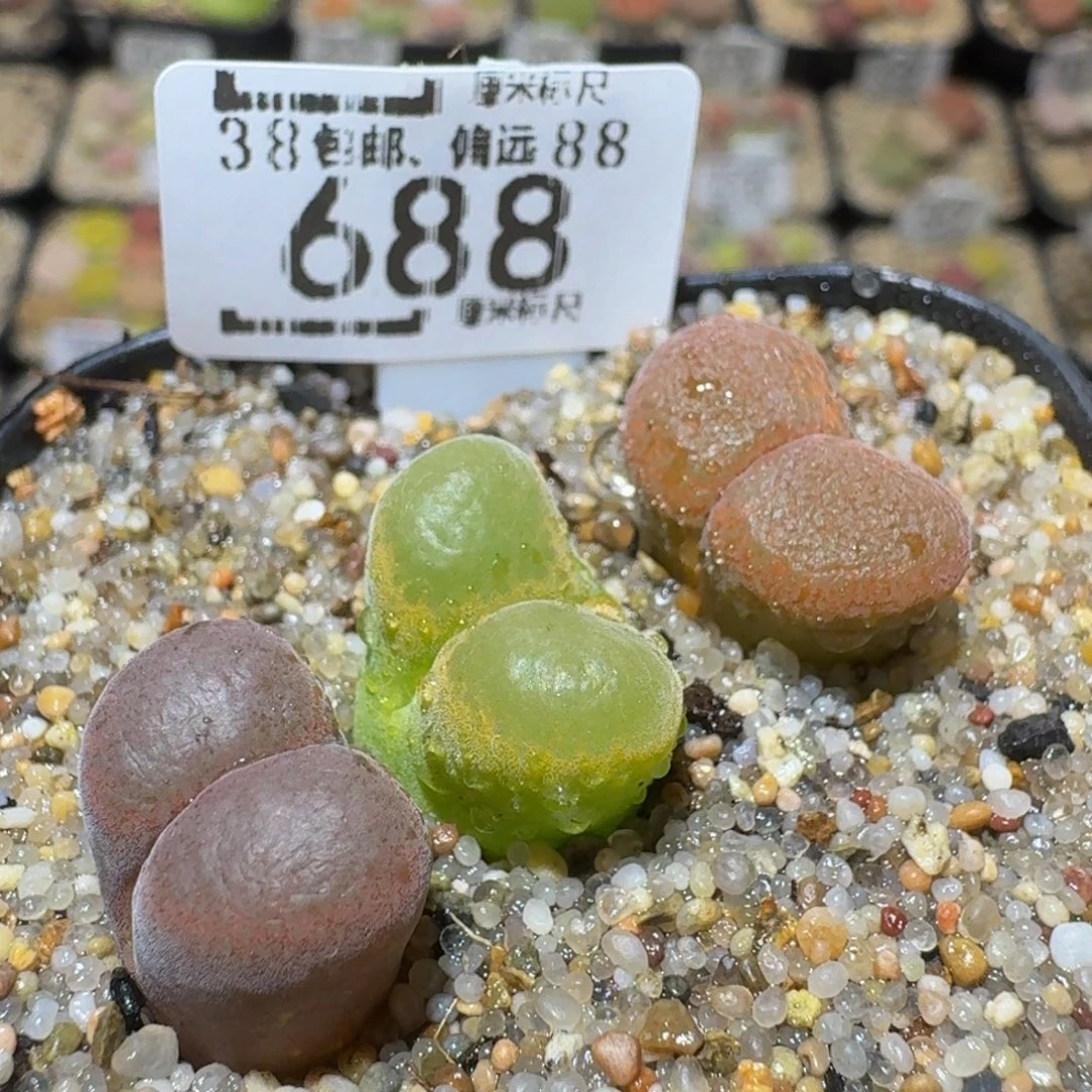 Ssss精品生石花688