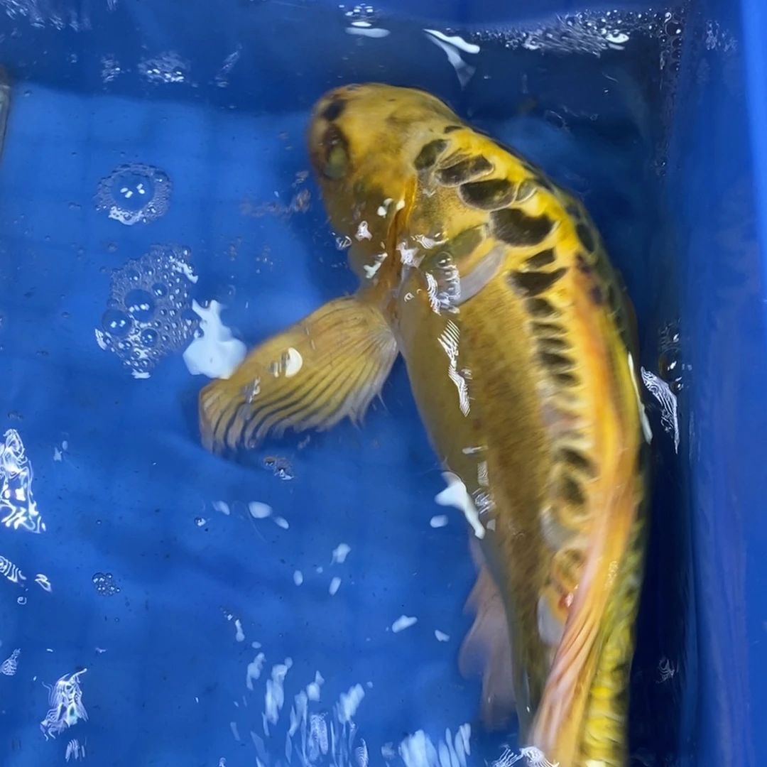 锦鲤冷水锦鲤包邮