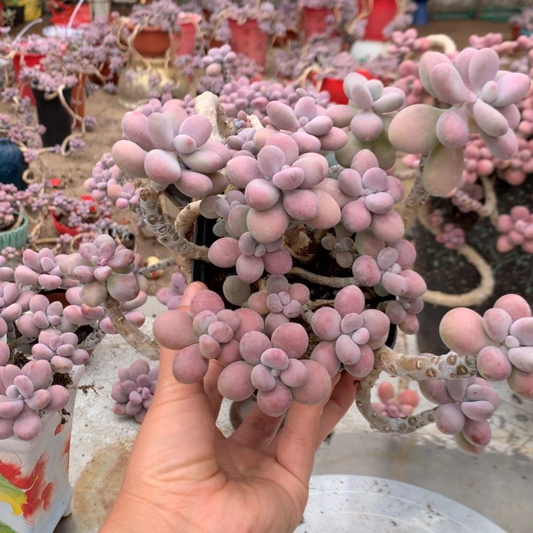 এ***༊桃蛋老桩瑕疵不售后78号