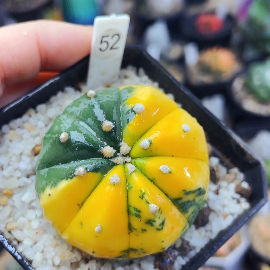 4.2cm实生非偏远地区满25包邮仙人球