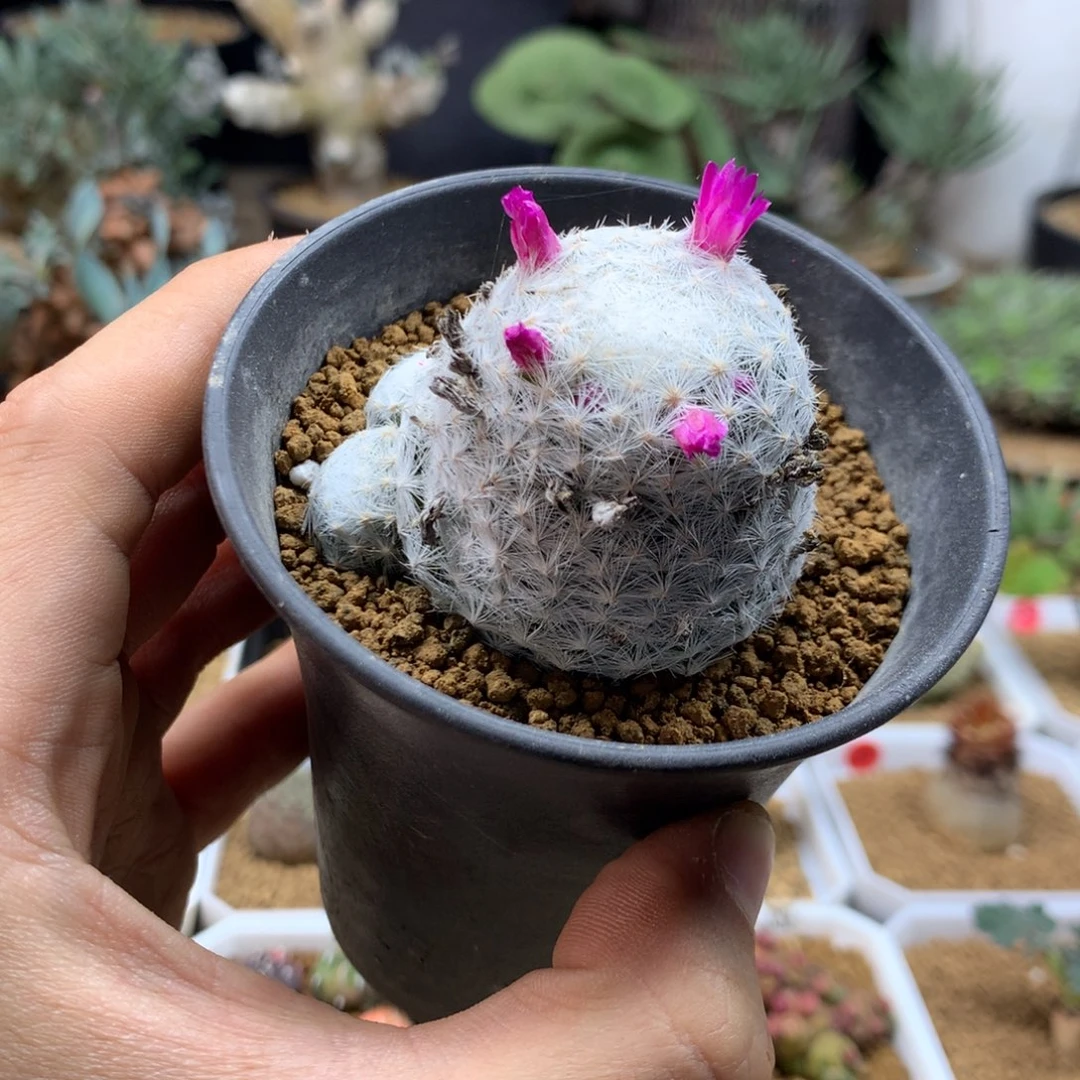 大春星带盆发货开花神器