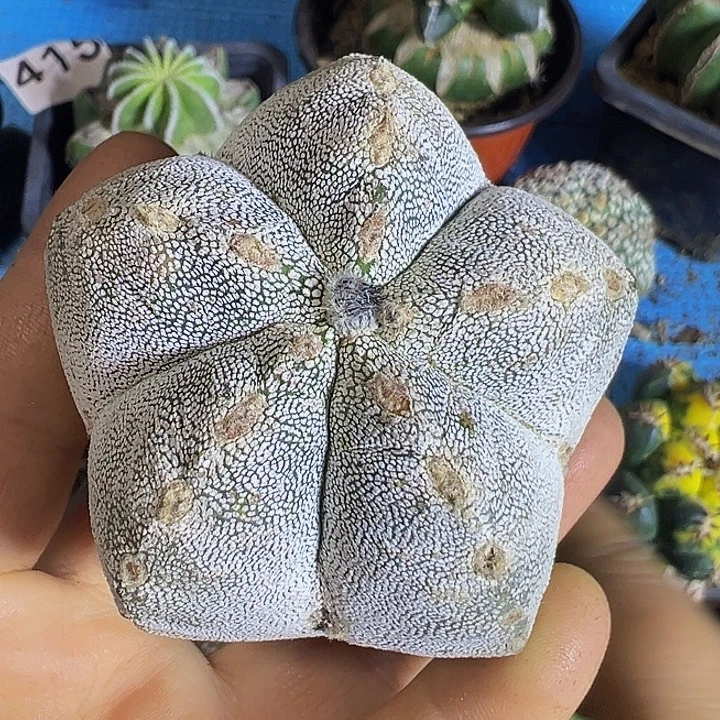 嗯中566仙人球开花