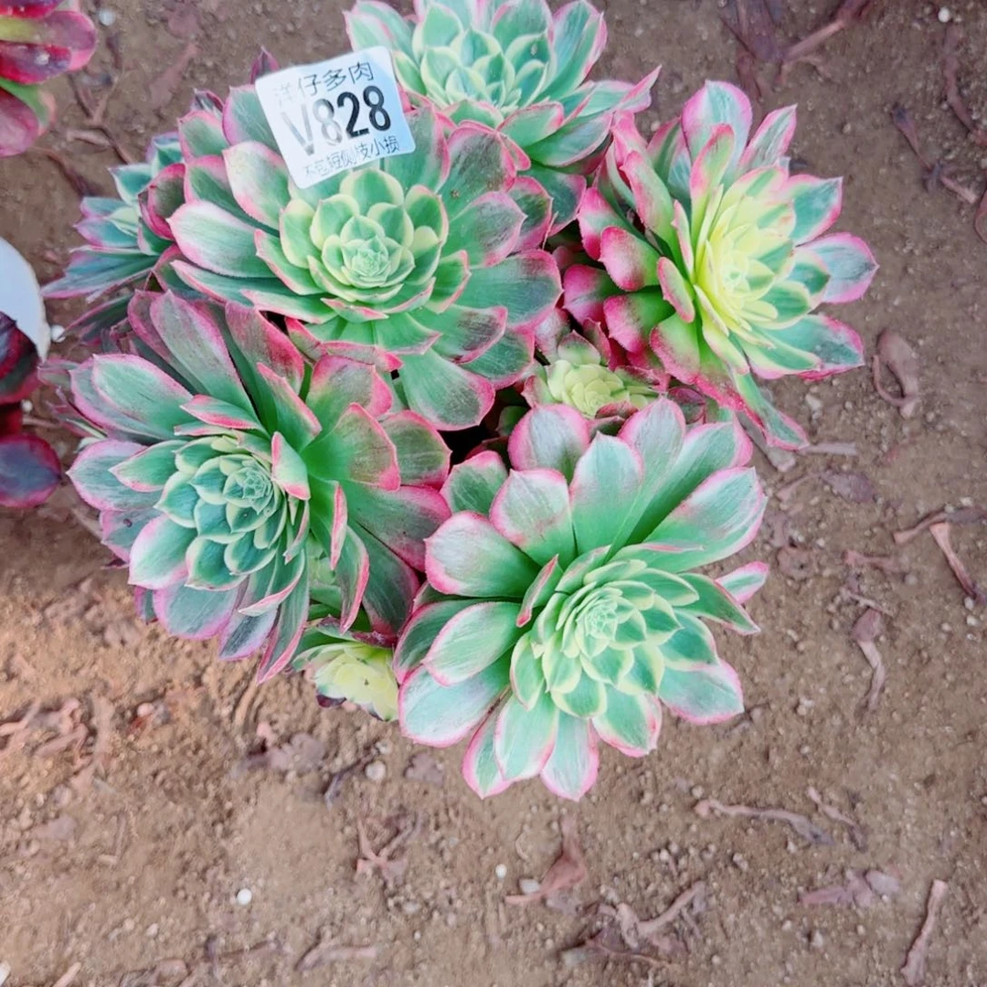 海王法师828冠幅22