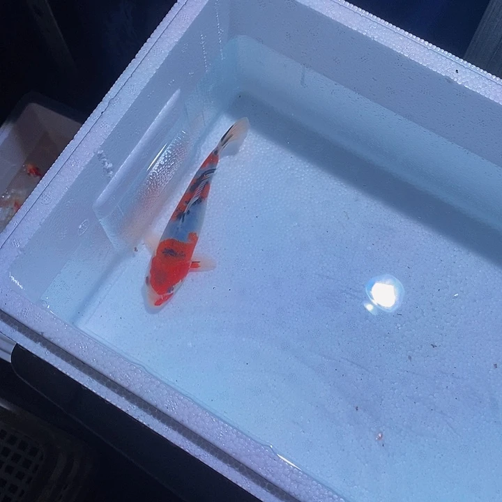 锦鲤锦鲤活鱼开箱包活