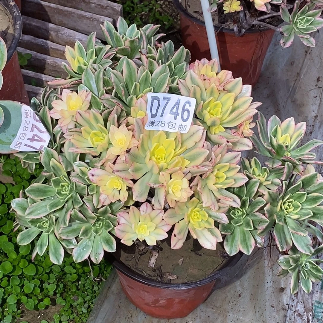 746甜茶多肉植物无售后