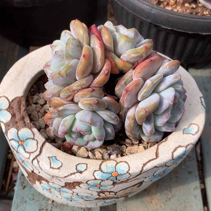 无花朵新粉宝宝哈哈哈哈哈哈