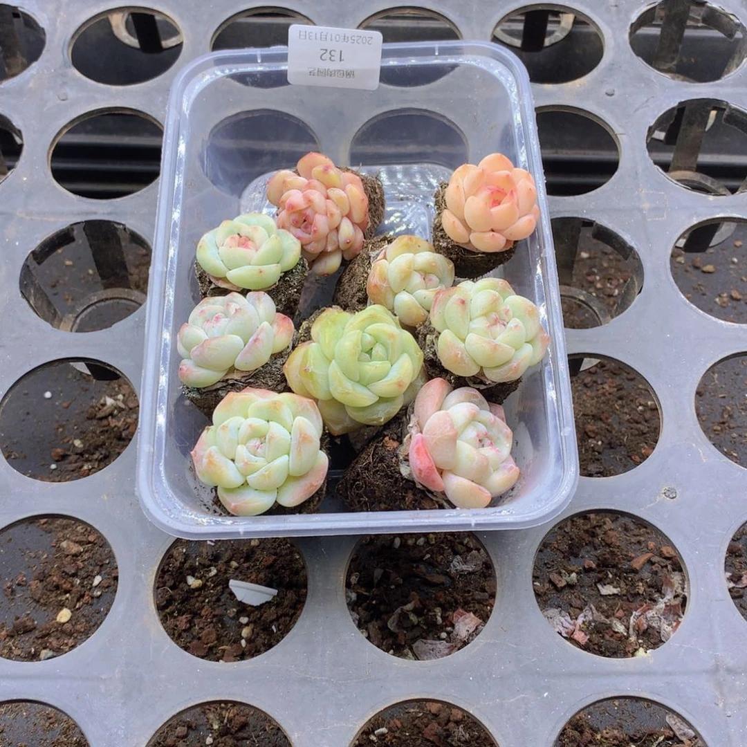 反反复复还是很开心132