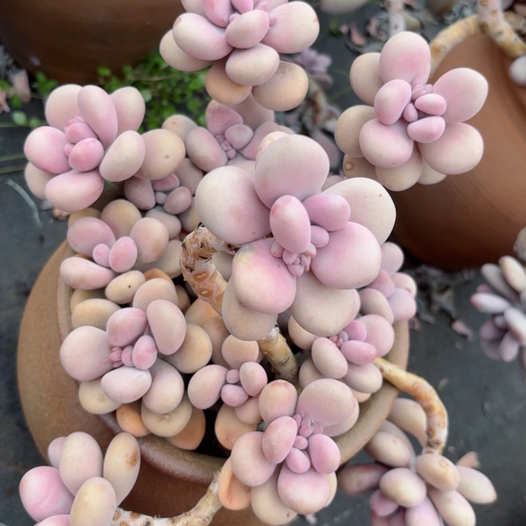 ～***?桃蛋4-13。