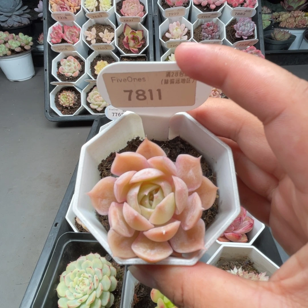7811昂斯诺4.5厘米