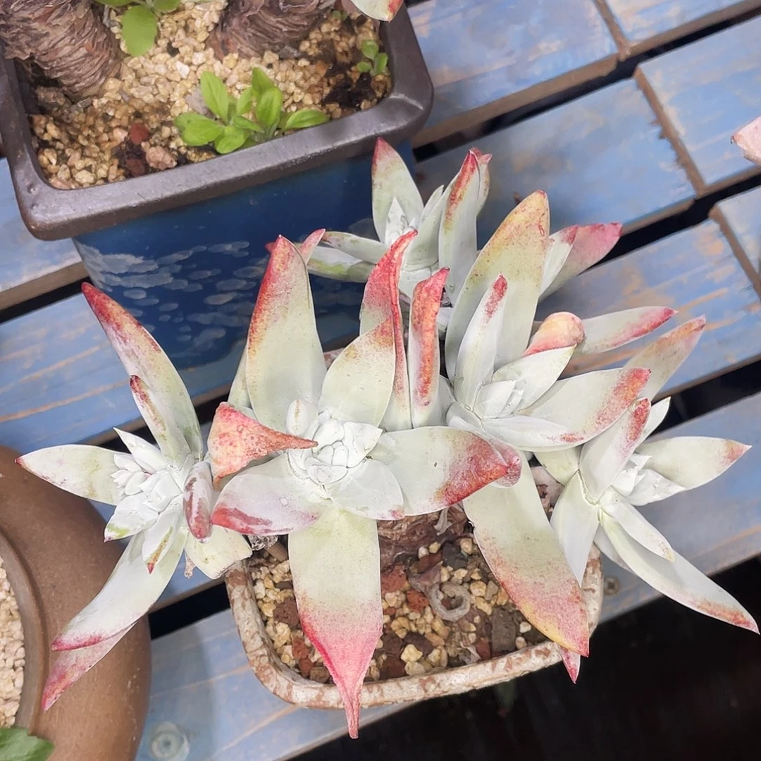 超****可帕翠莎老桩多头群生