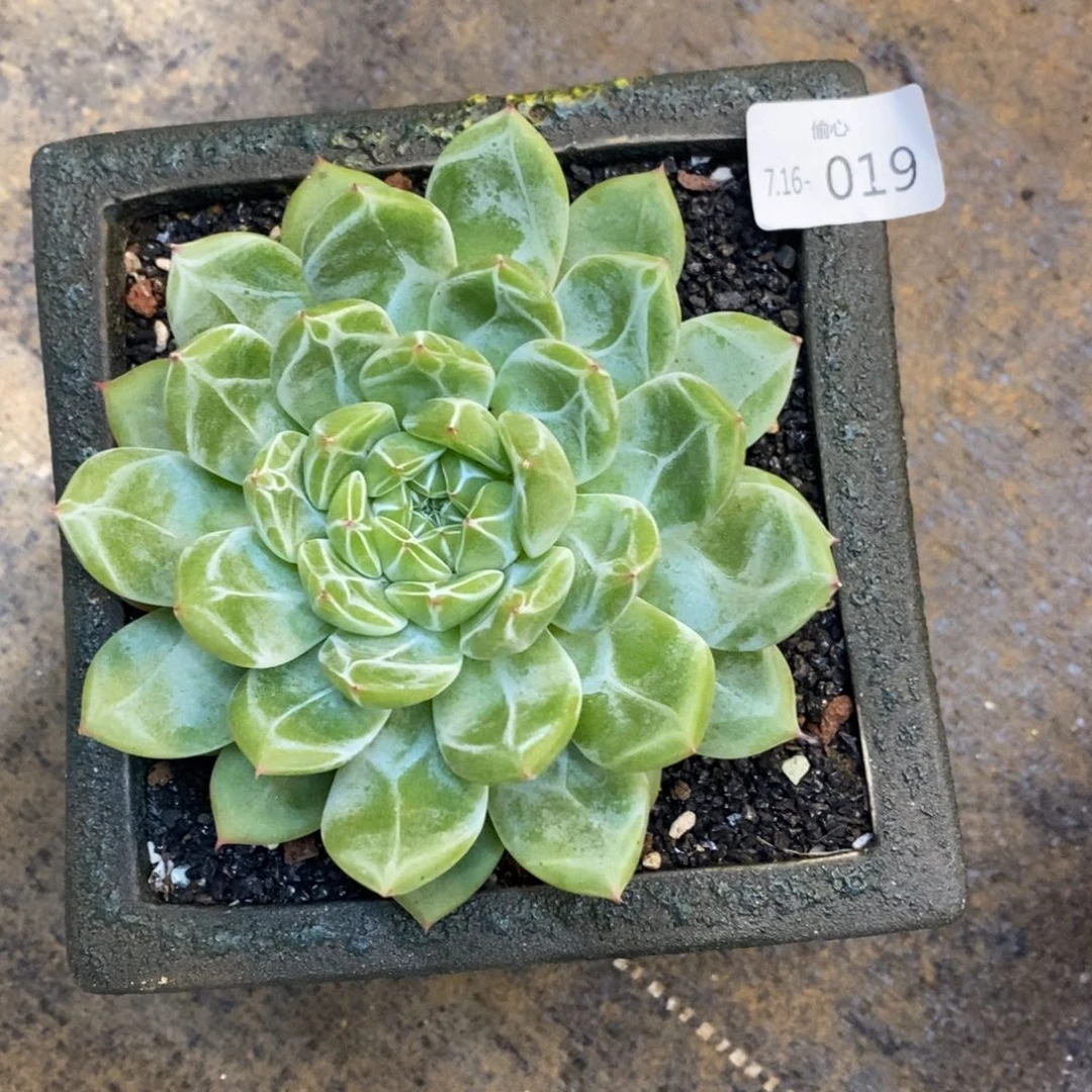 猫*716019多肉多肉多肉多肉多肉多肉