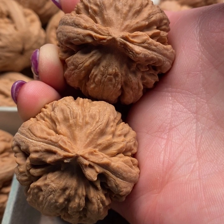 盘***机霸王龙全品无修一刀没动