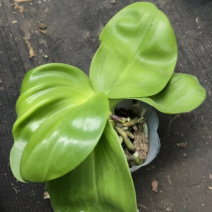 当前无花栽培后可以开花弥陀原生