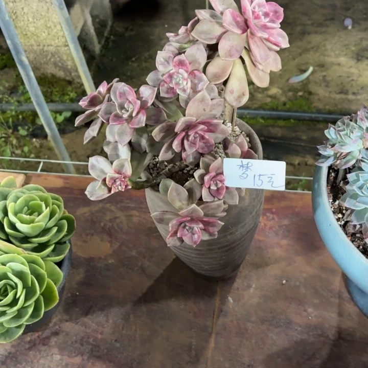 碳***梦多肉植物一物一拍