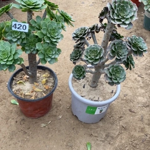 420，2颗多肉法师