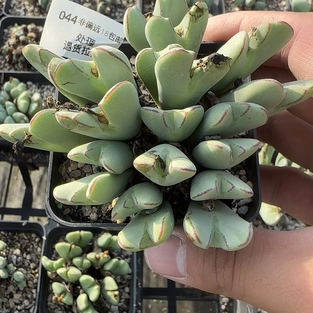 044号，超大群，18包邮