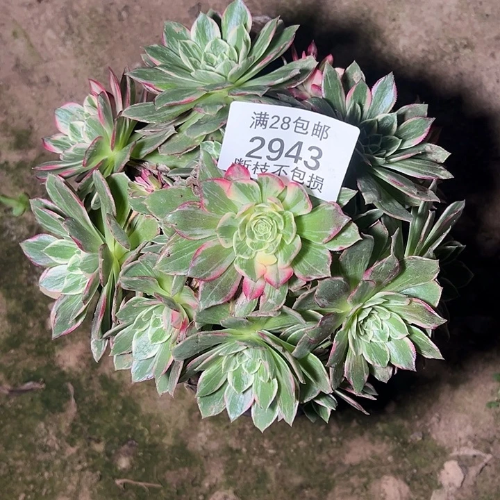 2943万花筒多肉植物