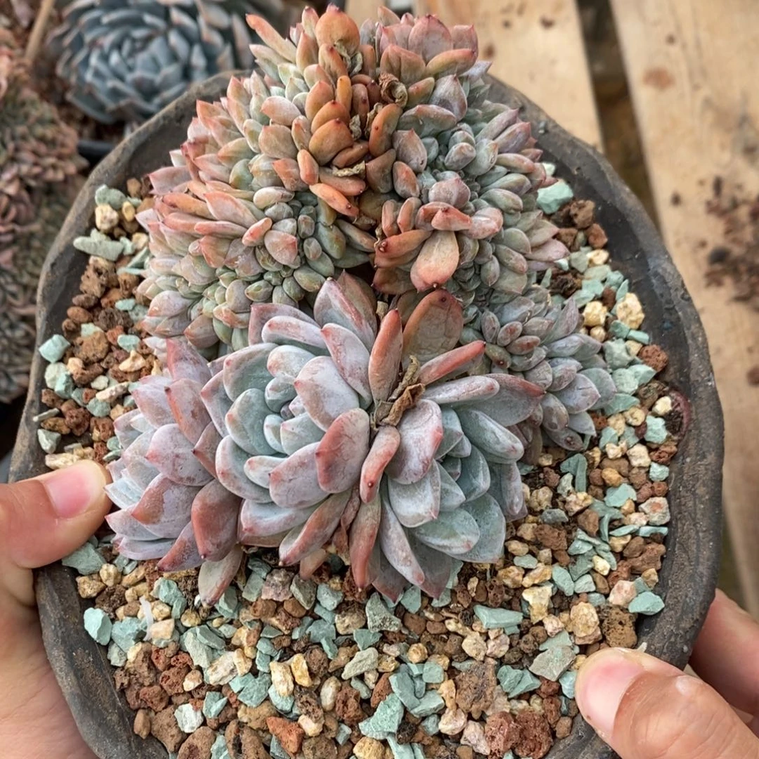星影缀多肉植物7727