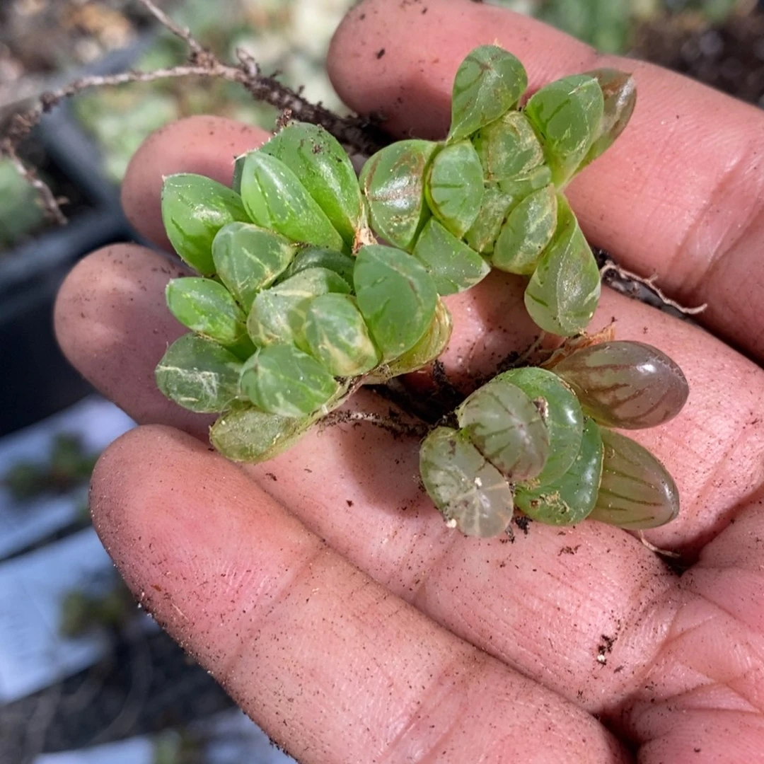 11109 一组雨露福利。
