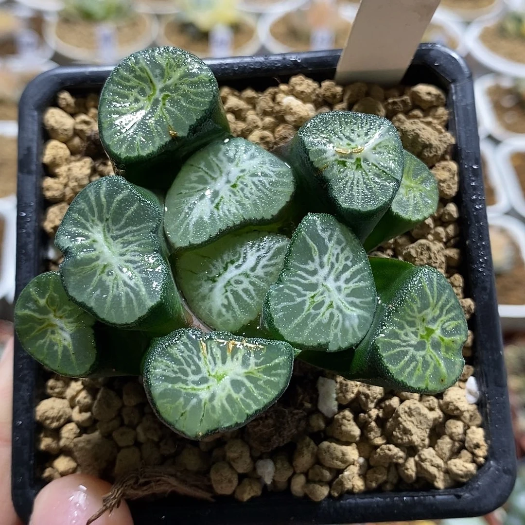 118翡翠龙哈哈哈哈哈