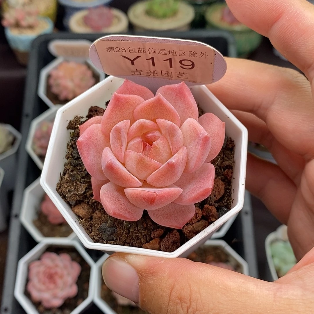 0119 粉魄单头 4.5cm