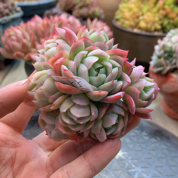 一物一拍脱土洛根发货55