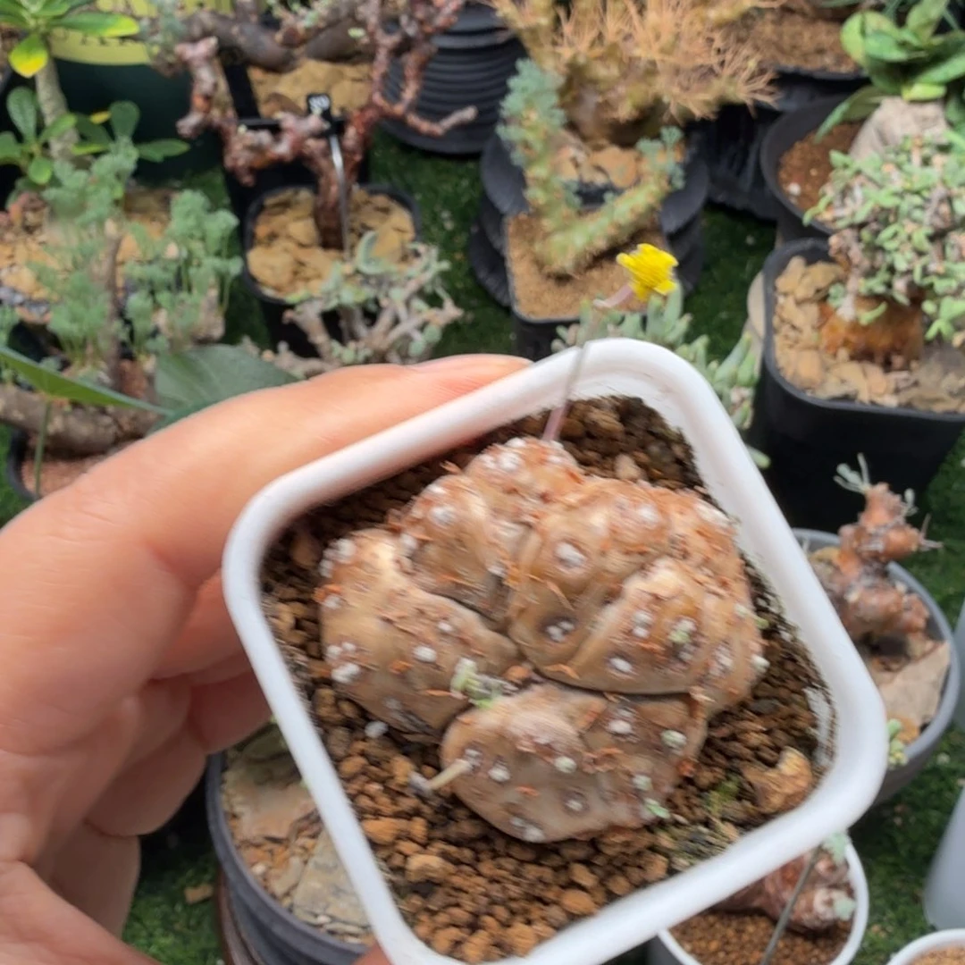 格加厚墩菊472仙人掌