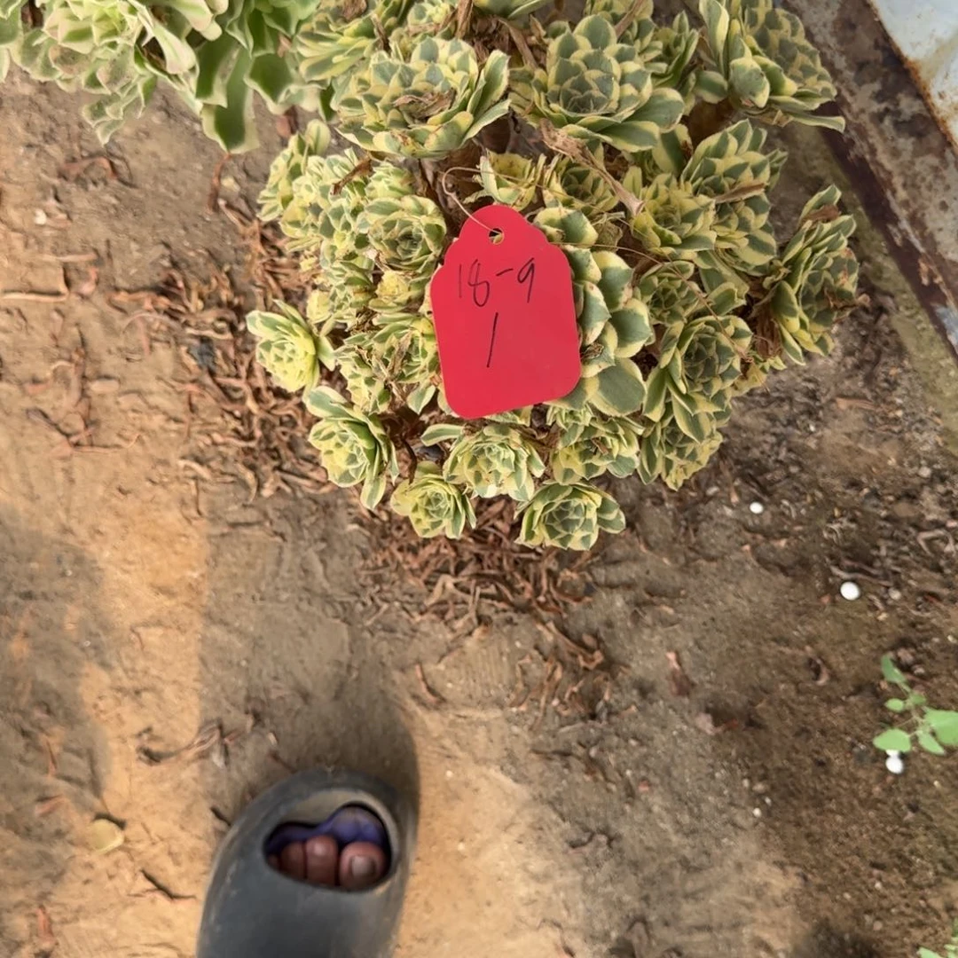 大***姐法师彦宁发货18-9