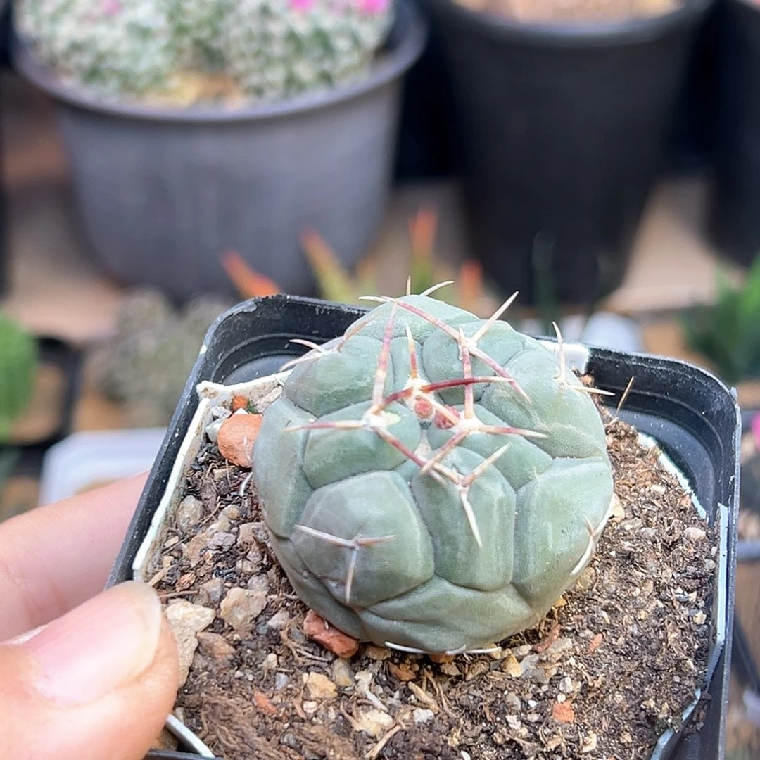 白肌天晃实生球一颗