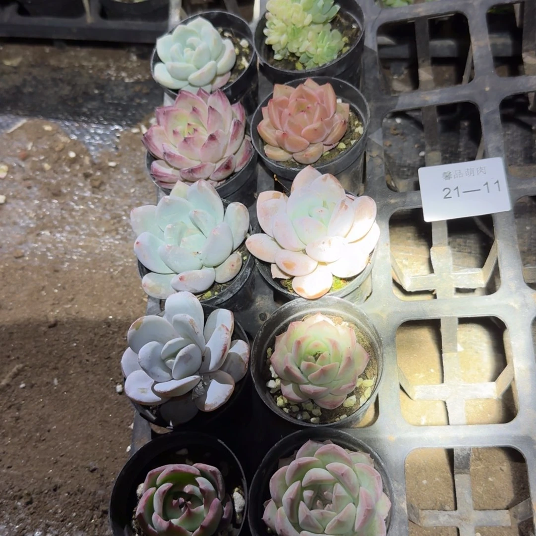 馨品21-11杂交十棵组合量拍