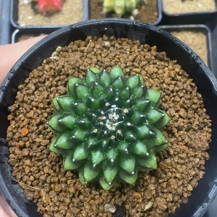 实生魔缀福利捡漏
